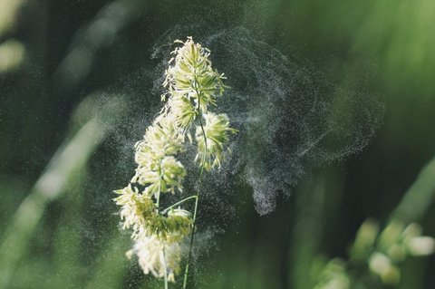 花粉過敏有哪些癥狀表現(xiàn)？花粉過敏的主要癥狀