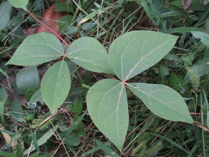 大血藤泡水喝有什么用處？大血藤的功效與作用