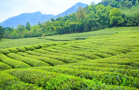 懂茶的人一般喝什么茶？茶葉檔次一覽表