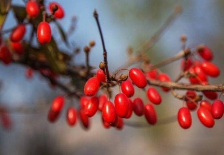 女人吃山茱萸有什么好處和壞處？女人吃山茱萸的好處