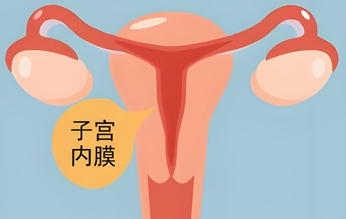 子宮內(nèi)膜0.5cm厚度說明什么,子宮內(nèi)膜厚度多少正常